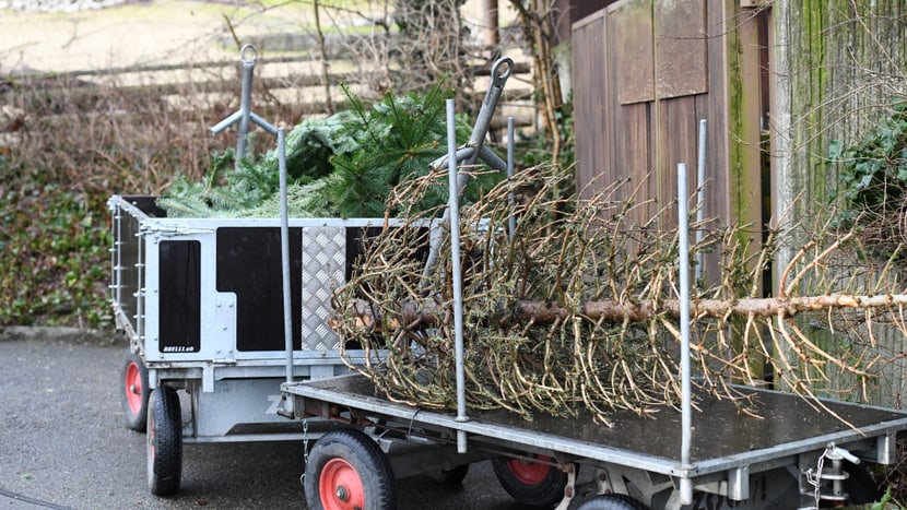 Foto: Zoo Zürich, Martina Kaelin Frischer versus abgenagter Christbaum.