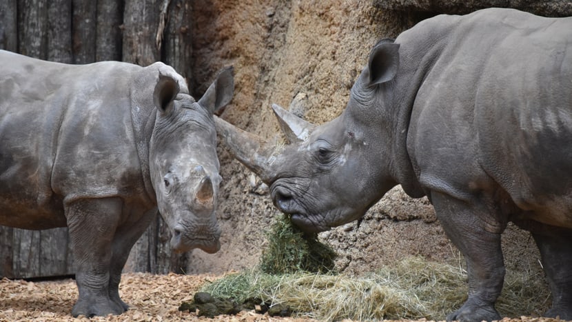 Copyright: Zoo Zürich, Cordula Galeffi Breitmaulnashörner Talatini und Tanda