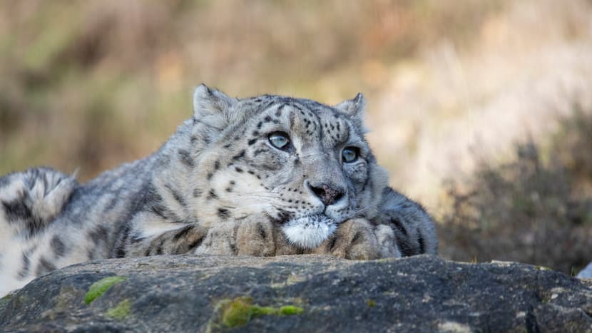 Schneeleopardenkater Villy im Zoo Zürich.