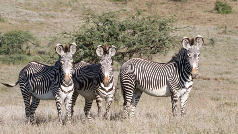 Zebras im Lewa Wildlife Conservancy.