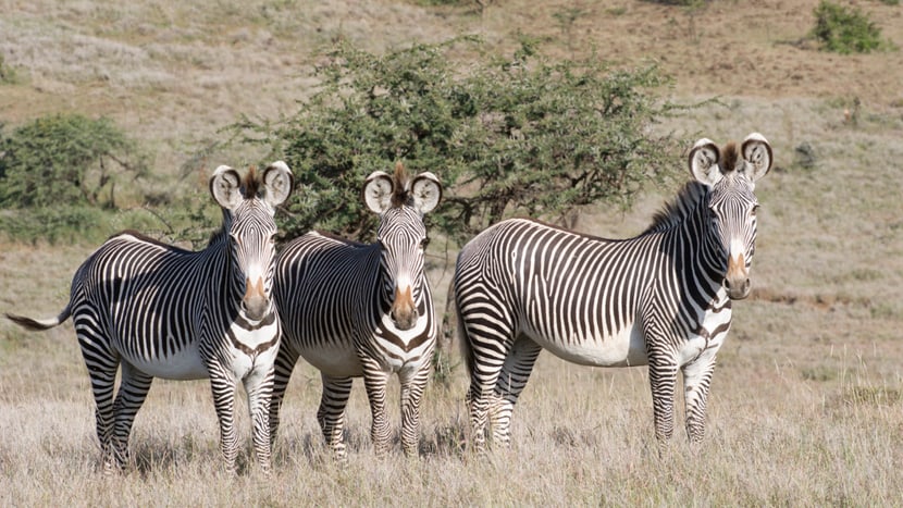 Foto: Zoo Zürich, Martin Bucher Zebras im Lewa Wildlife Conservancy.