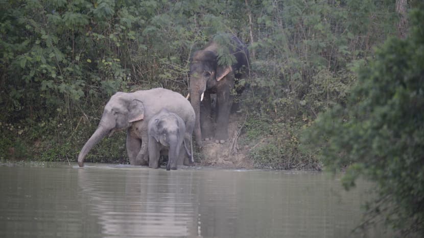 Foto: Zoo Zürich, Martin Bauert Elefanten im KKNP