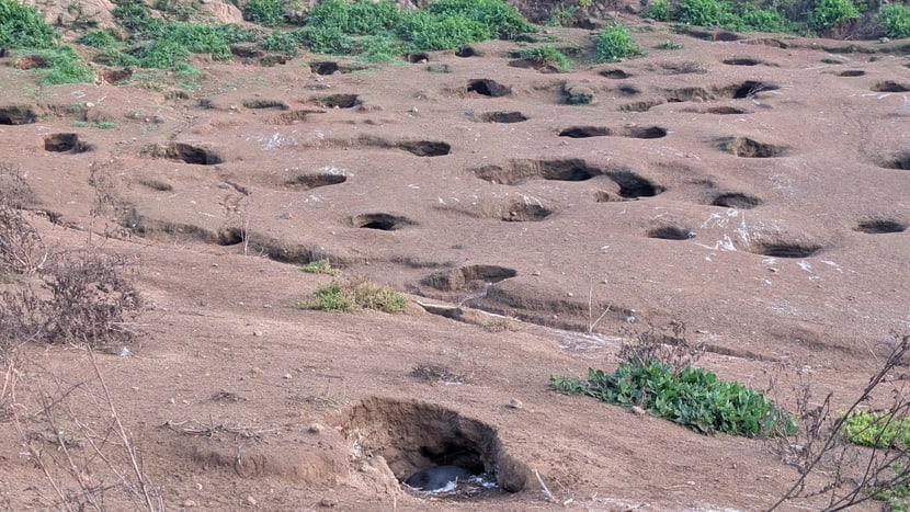 Brutlöcher von Humboldtpinguinen