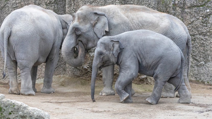 Asiatische Elefanten Farha, Ceyla-Himali und Ruwani im Kaeng Krachan Elefantenpark im Zoo Zürich.