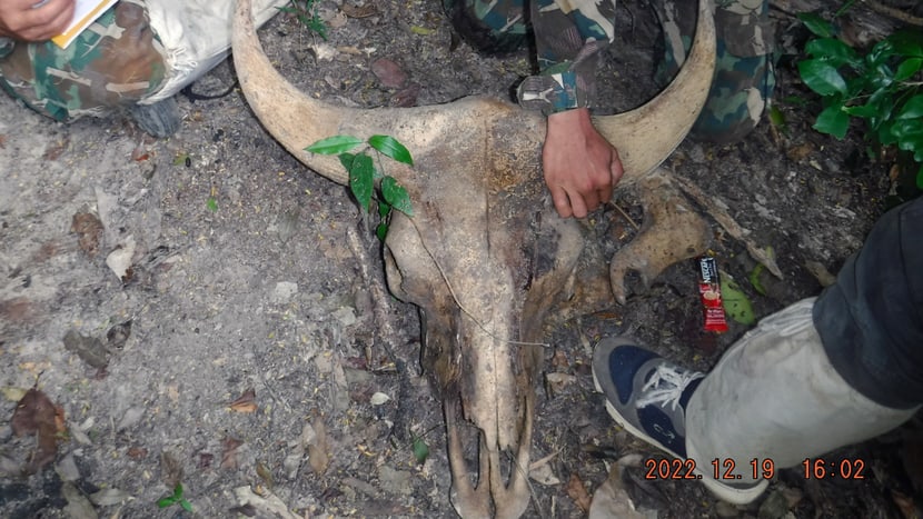 Wildtierkadaver im Kaeng Krachan Nationalpark in Thailand