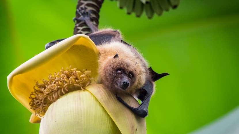 Rodrigues-Flughund im Masoala Regenwald des Zoo Zürich.