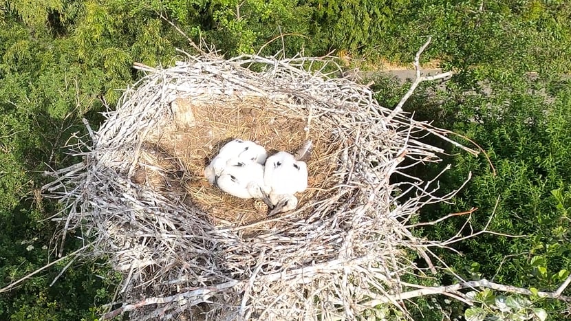 Foto: Zoo Zürich Das gerettete Storchen-Küken zurück bei seinen Geschwistern im Horst.