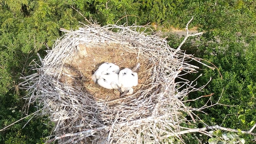 Das gerettete Storchen-Küken zurück bei seinen Geschwistern im Horst.