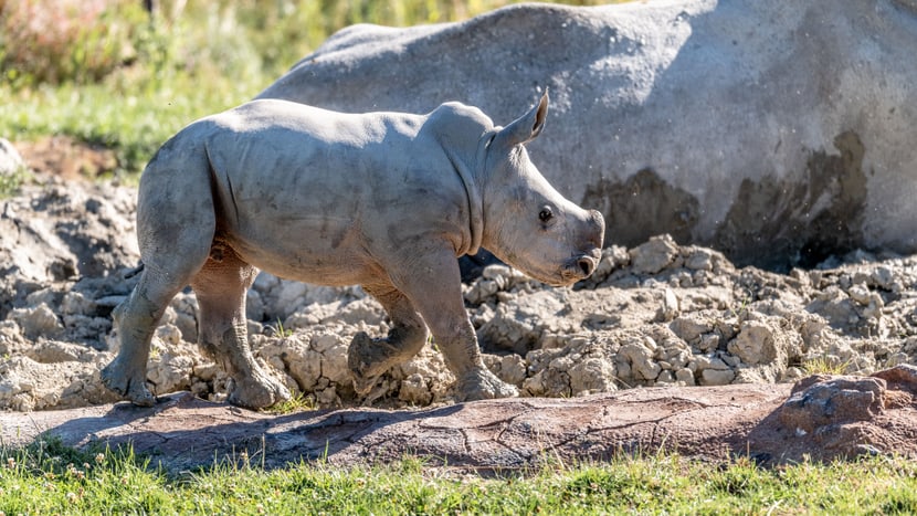 Foto: Zoo Zürich, Marco Schaffner Nashornkalb Ushindi beim ersten Ausflug in die Savanne.