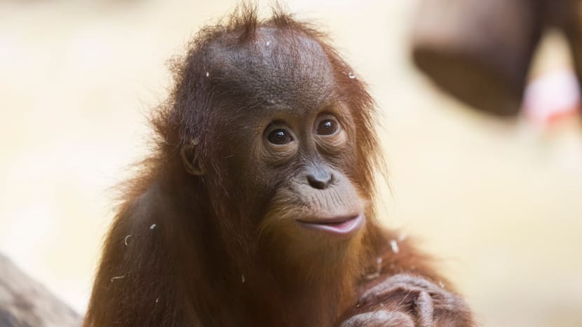 Sumatranischer Orang-Utan im Zoo Zürich