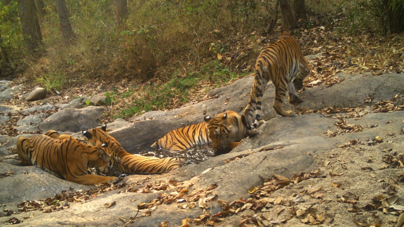 Eine Aufnahme einer Kamerafalle von einer Tigerfamilie im Schutzgebiet Wester Forest Complex (WEFCOM) in Thailand.