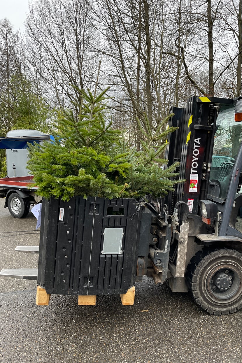 Anlieferung Christbäume zum Verfüttern.