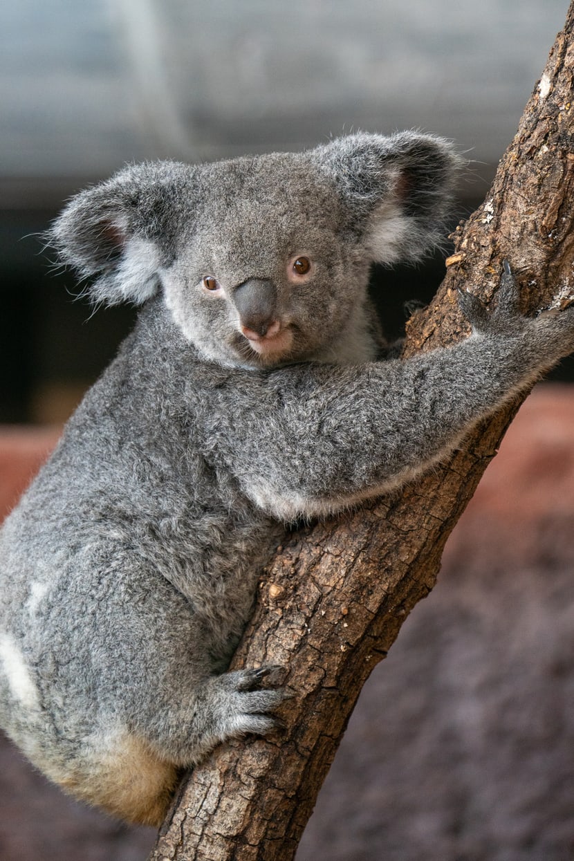 Koala Pippa im Zoo Zürich.