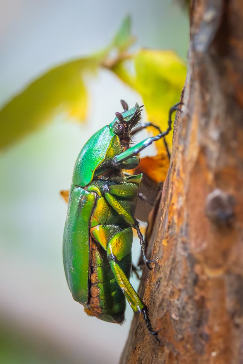 Blumenkäfer (Dicronorhina micans x johnstonii)