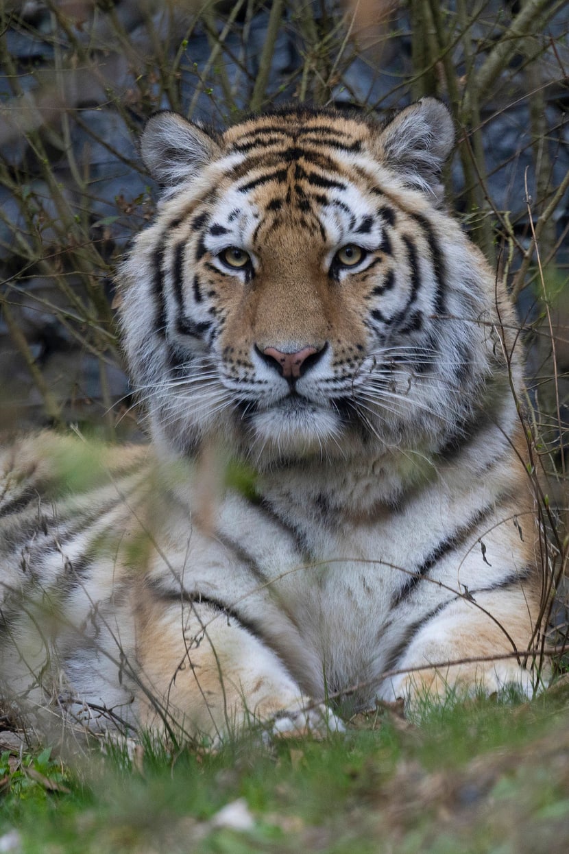 Amurtiger-Weibchen Zeya in Panthera im Zoo Zürich, März 2025.
