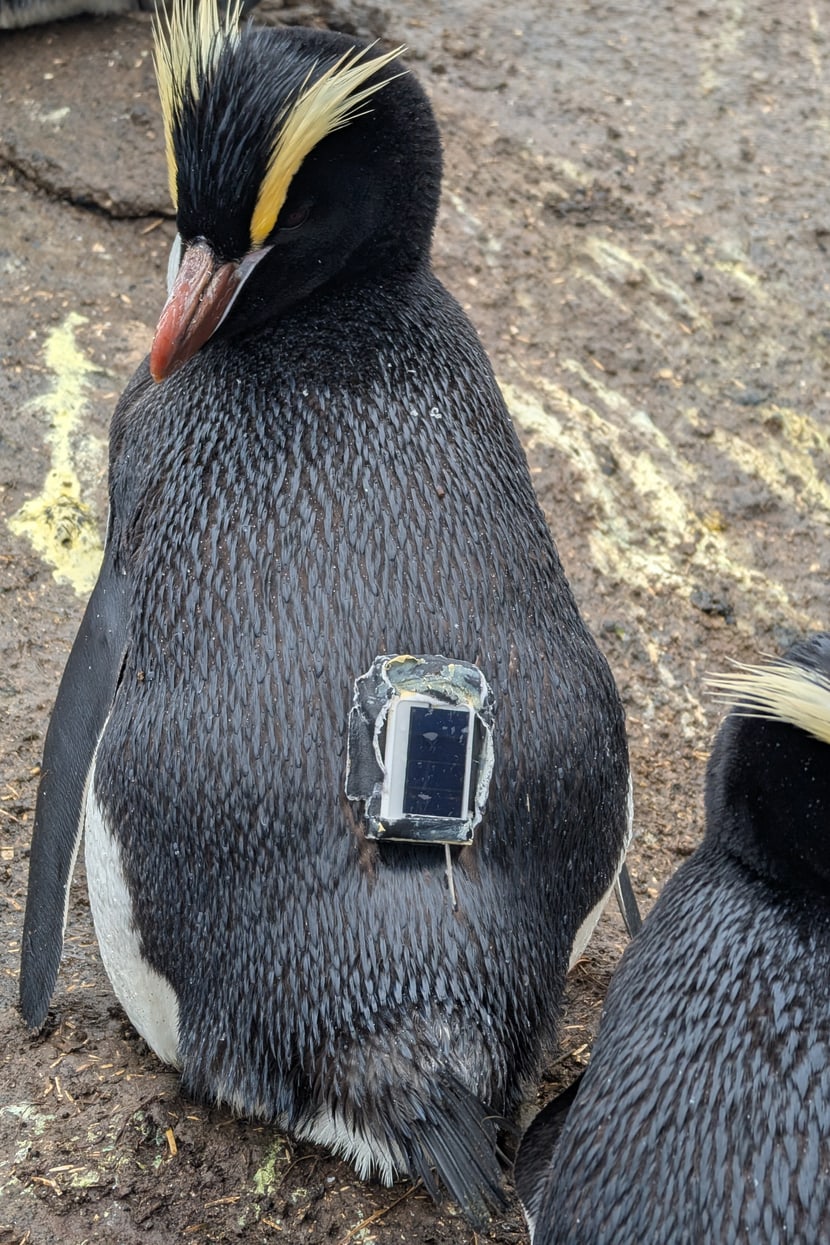 Ein Kronenpinguin auf den Antipoden-Inseln mit einem GPS-Recorder auf dem Rücken.