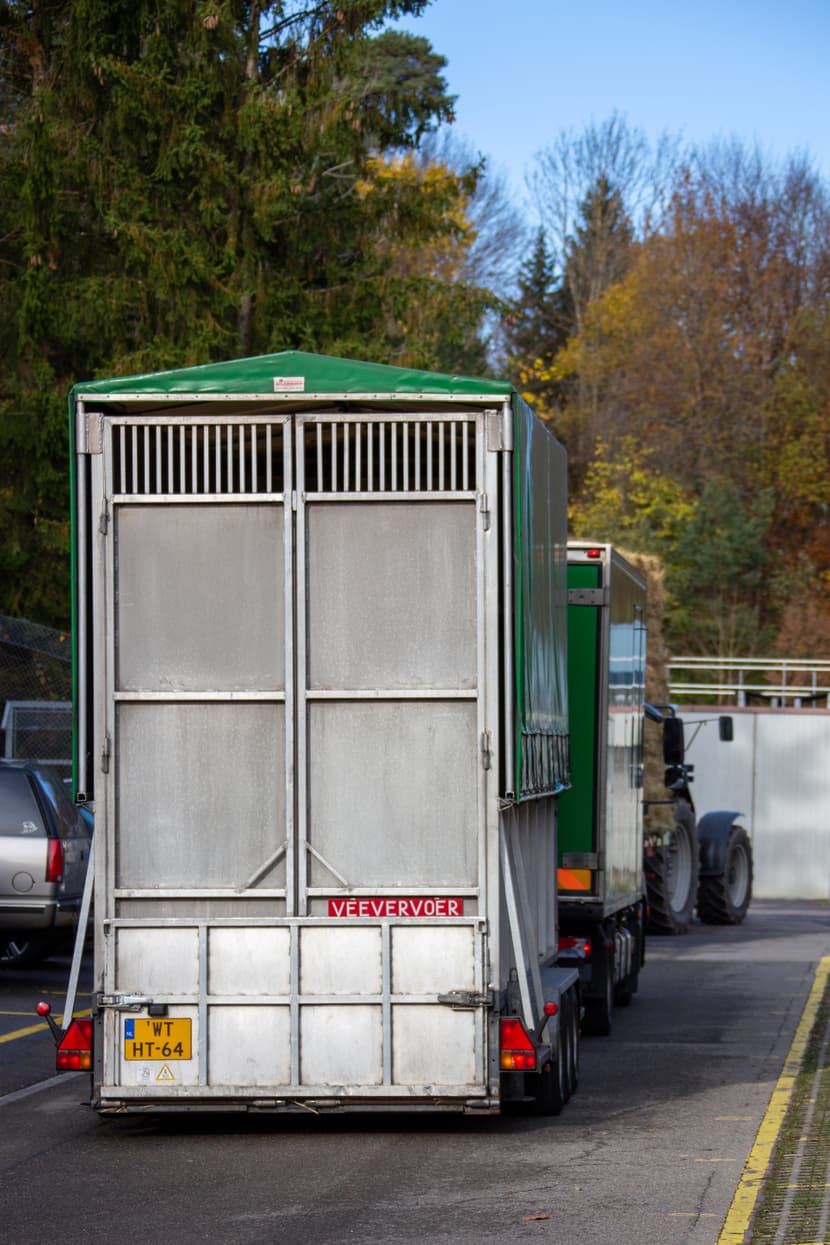 Foto: Zoo Zürich, Rita Schlegel Ankunft einer Netzgiraffe im Zoo Zürich.