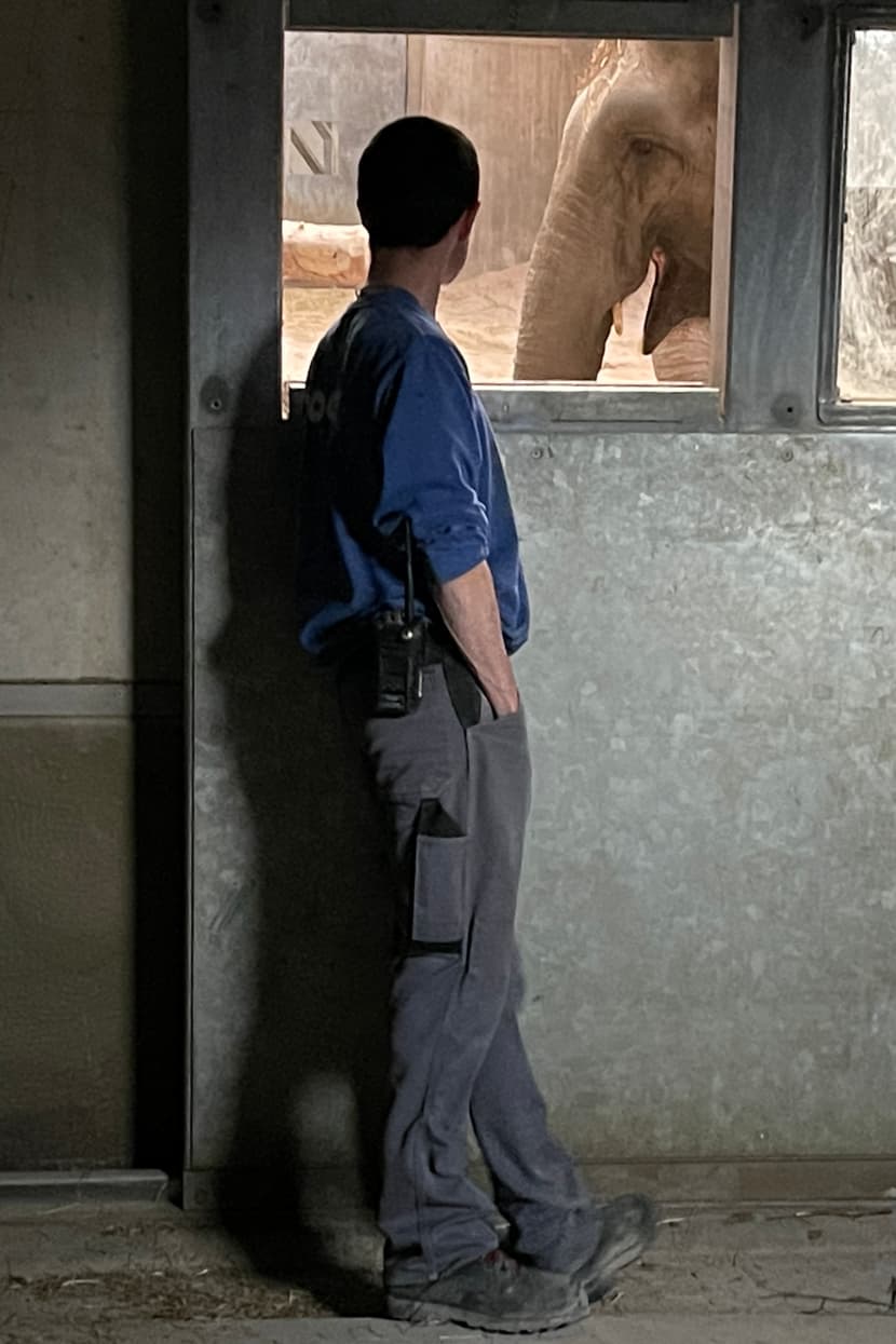 Tierpfleger Ashely Hereford und Garry White beobachten Elefant Farha im Managamentbereich des Kaeng Krachan Elefantenparks im Zoo Zürich.