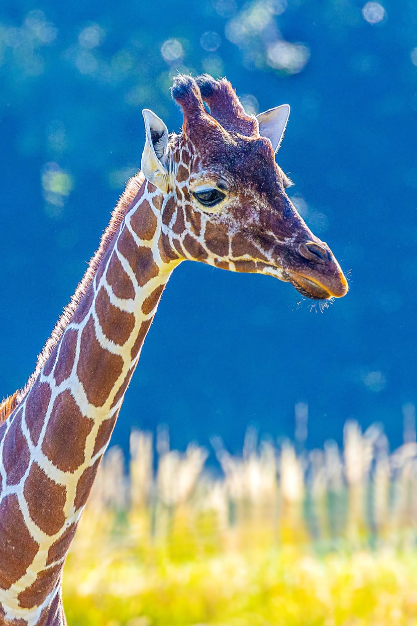 Netzgiraffe Jahi in der Lewa Savanne des Zoo Zürich.