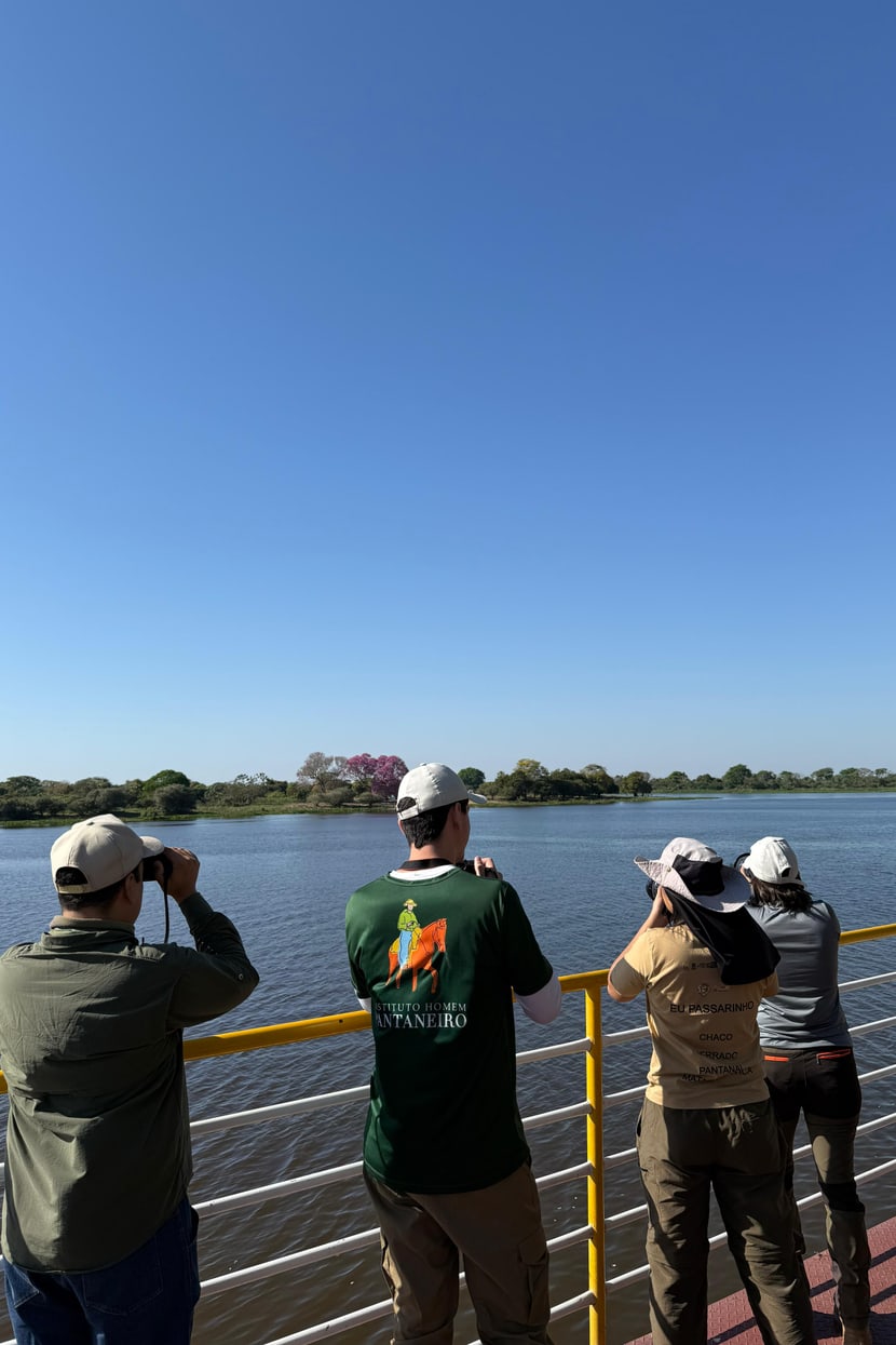 Zählung der Hyazintharas in Südamerika.