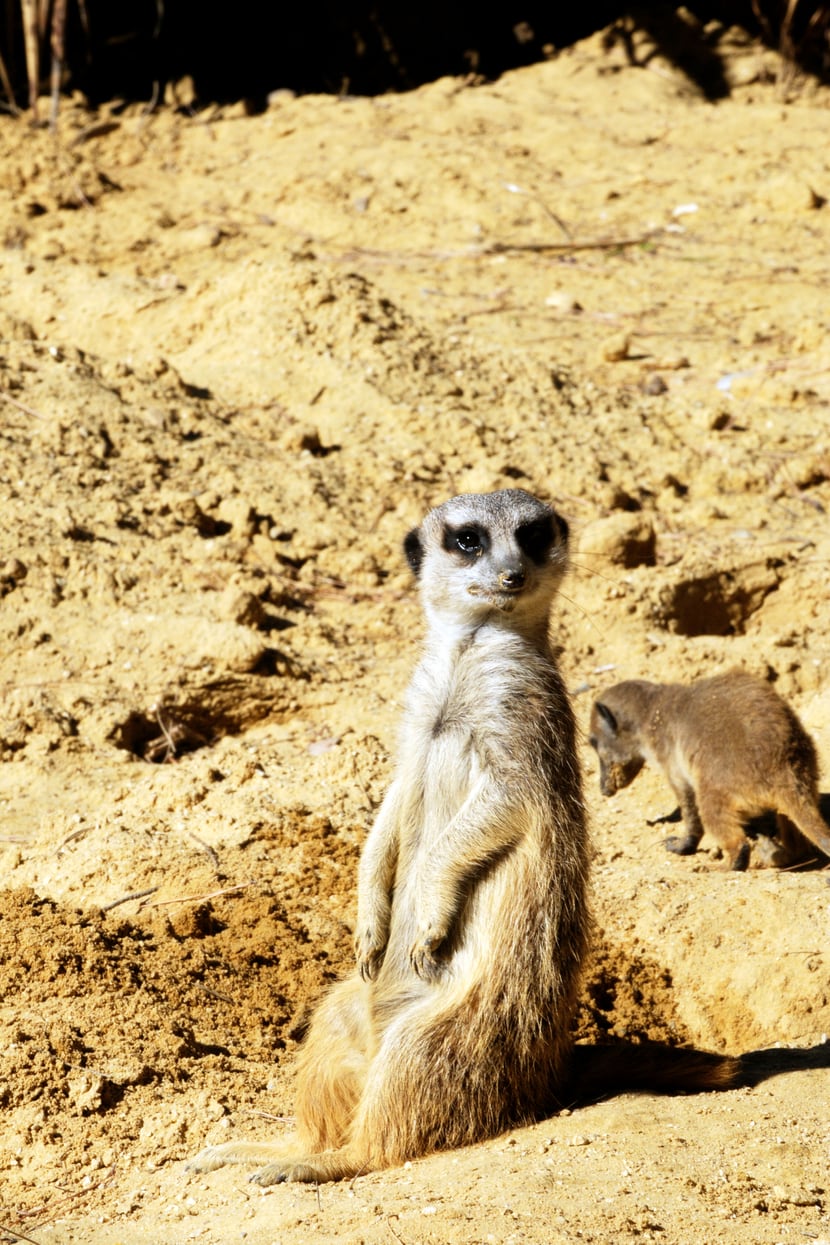 Foto: Zoo Zürich, Robert Zingg Erdmännchen.