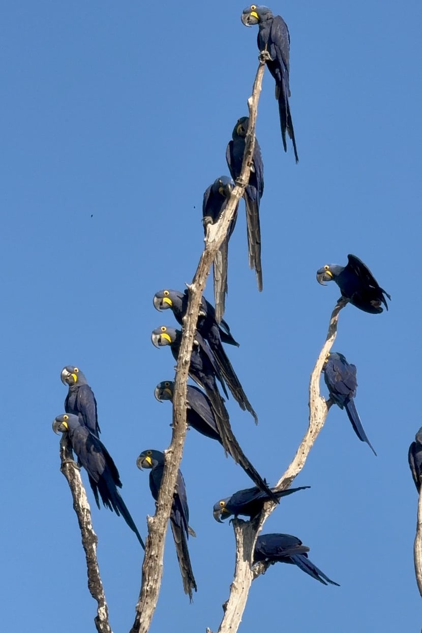 Hyazintharas im Pantanal in Brasilien.