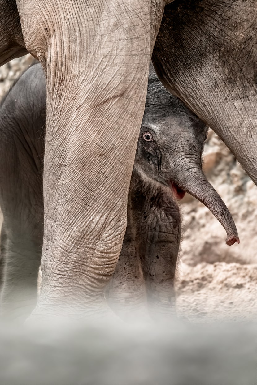 Asiatischer Elefant Umesh im Kaeng Krachan Elefantenpark im Zoo Zürich.