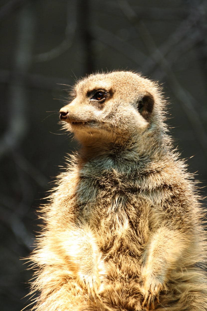 Erdmännchen im Zoo Basel.