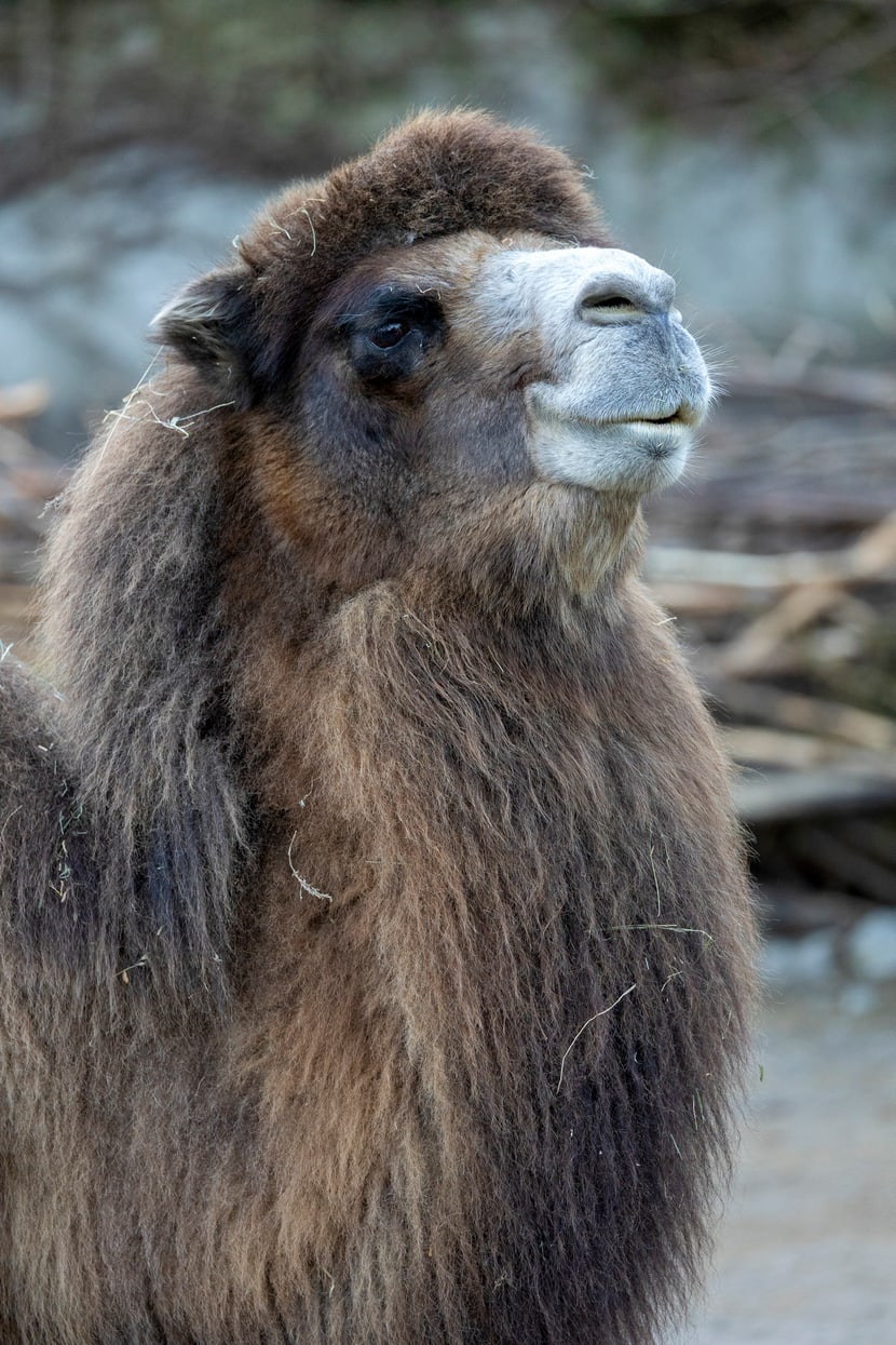 Trampeltier im Zoo Zürich (2022).