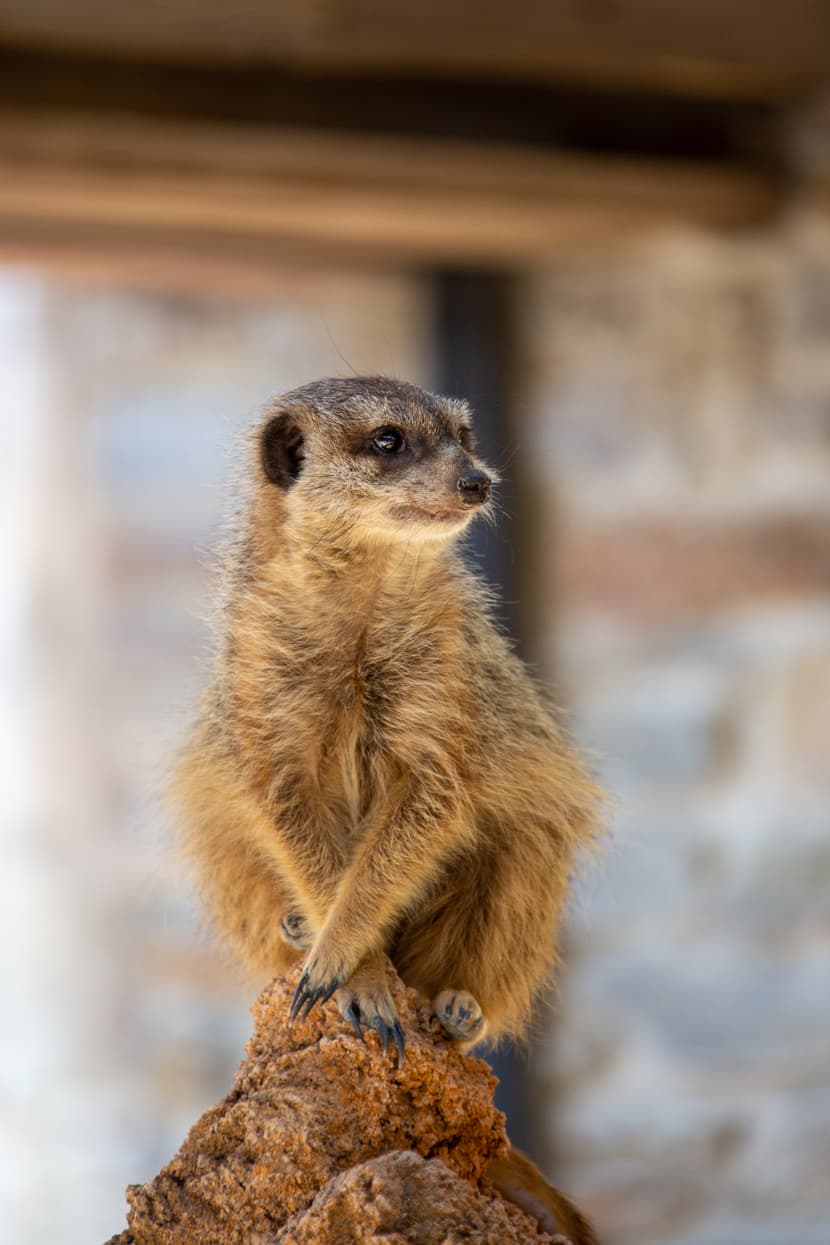 Erdmännchen in der Innenanlage, Lewa Savanne Stand Februar 2020.