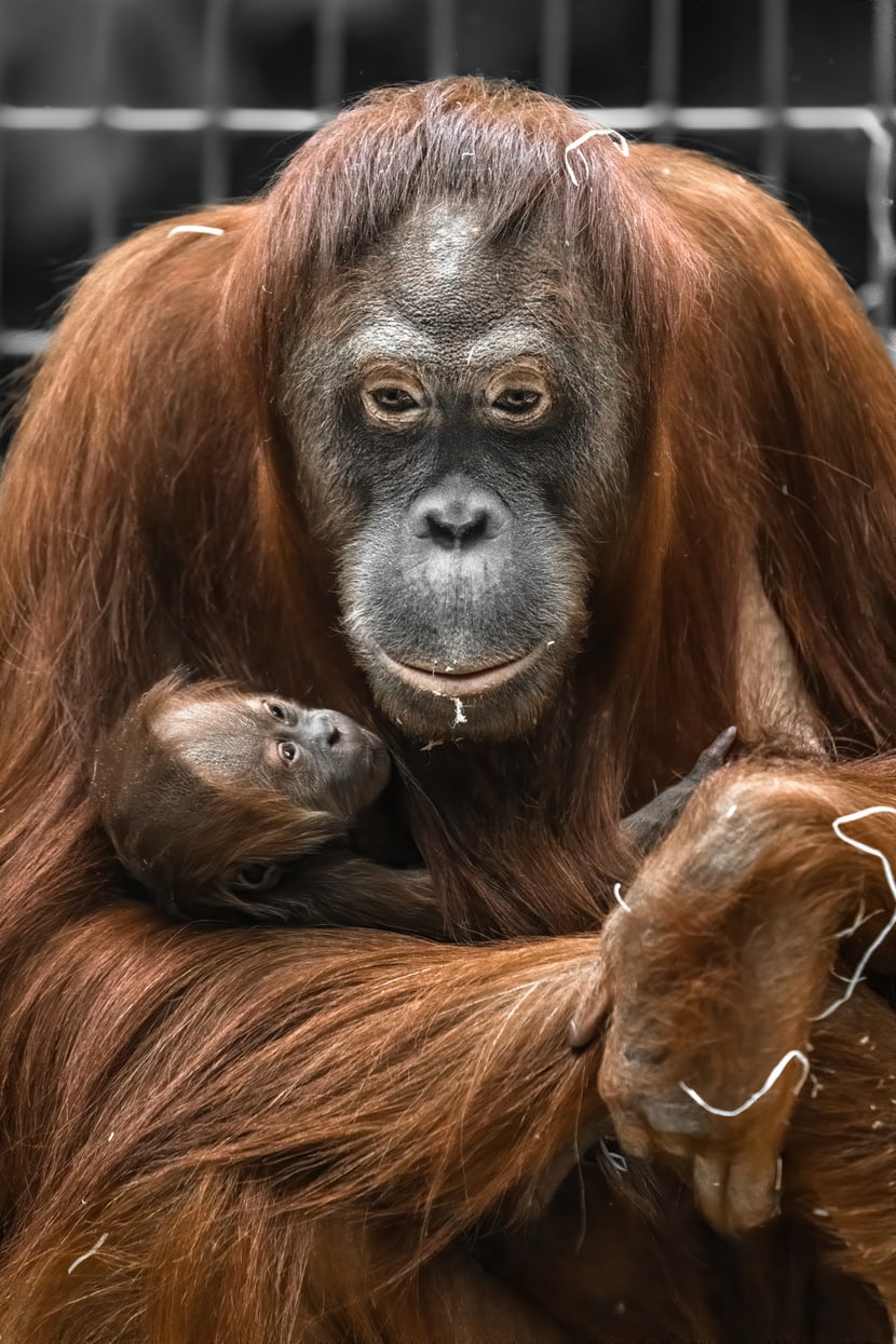 Sumatra-Orang-Utans Cahay und Utu Zoo Zürich