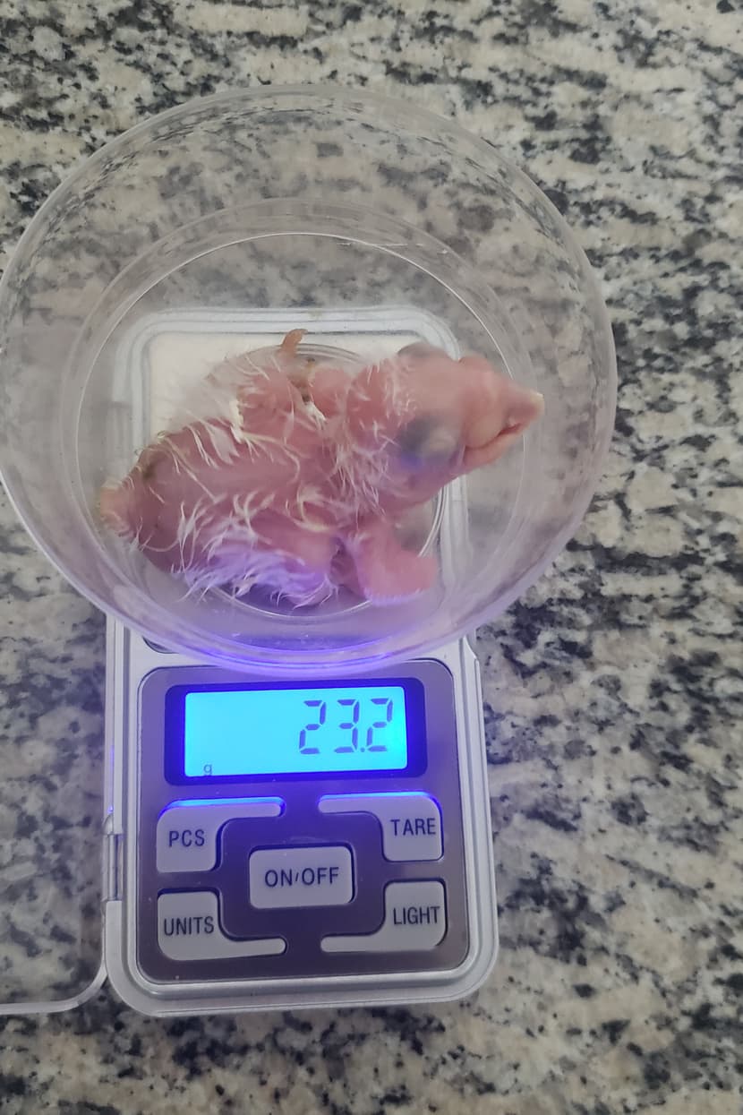 Ein Hyazinthara-Küken auf einer Waage im Labor von Arara Azul.
