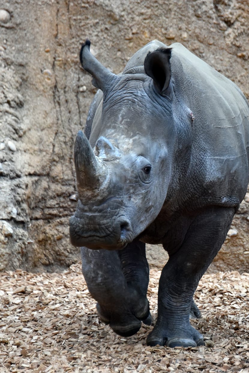 Breimaulnashorn-Bulle Rami in der Innenanlage der Lewa Savanne.