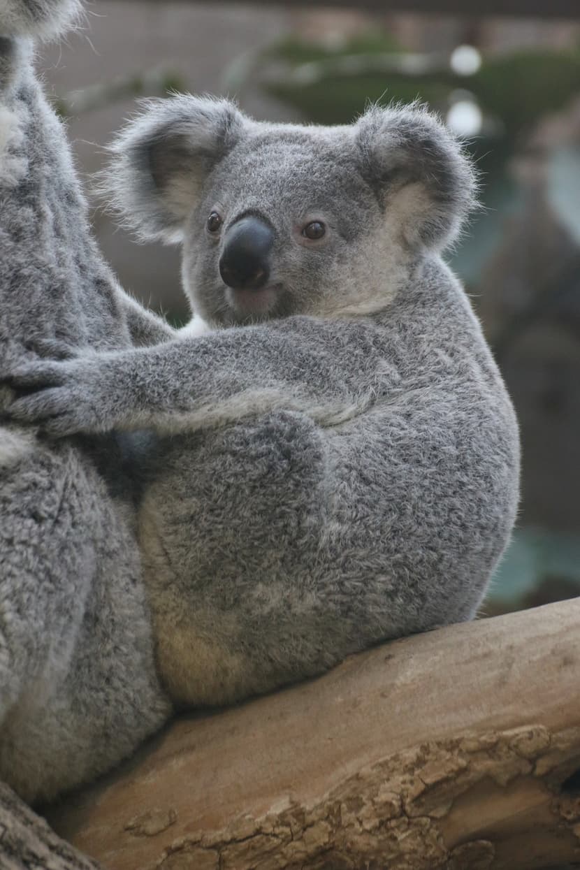 Koala-Männchen Tarni im Zoo Duisburg.