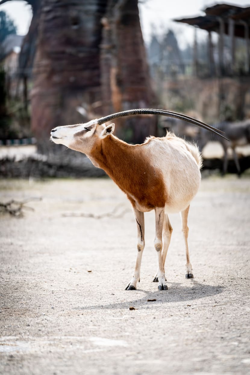 Säbelantilope (Oryx dammah)