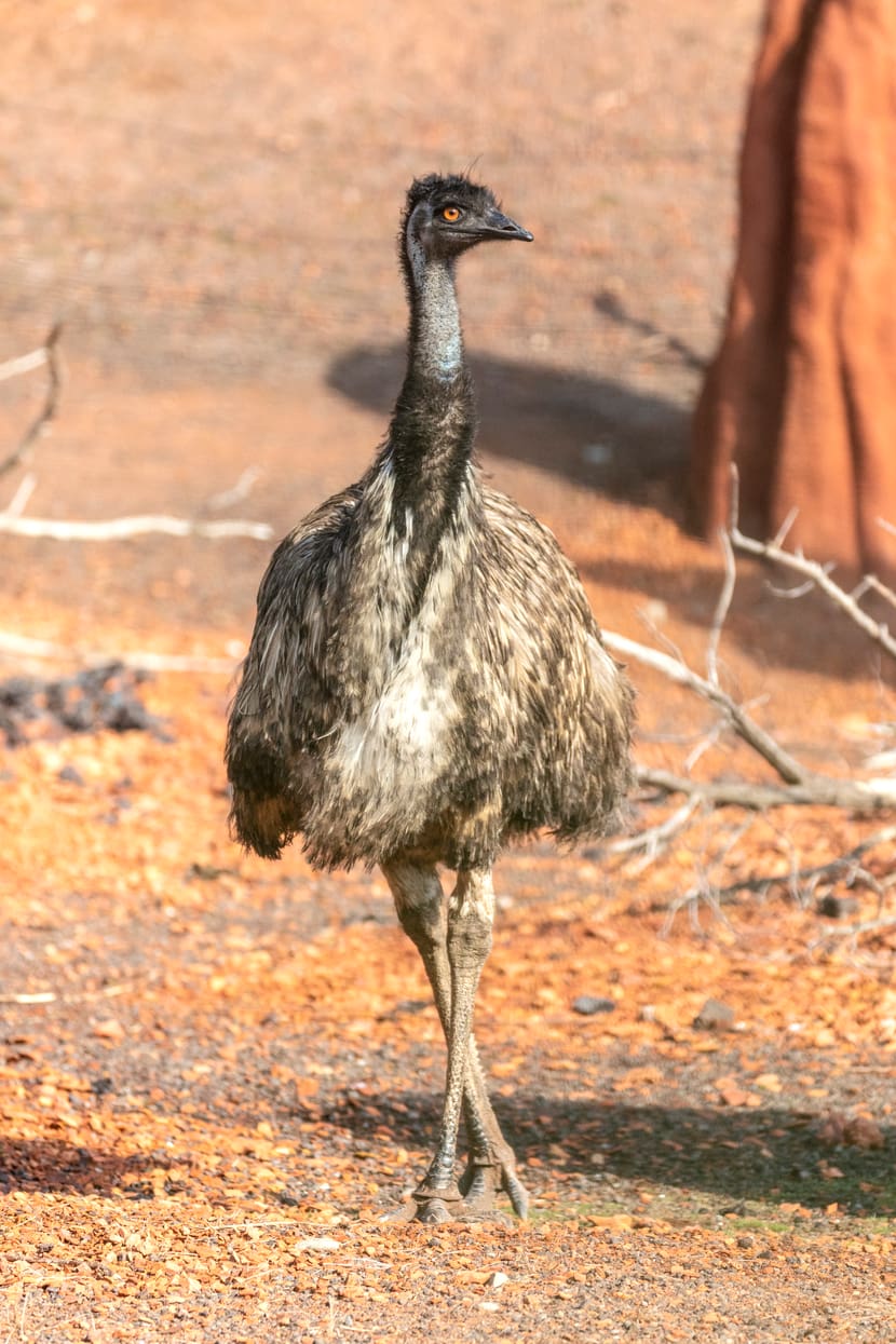 Grosser Emu in der Australienanlage des Zoo Zürich.