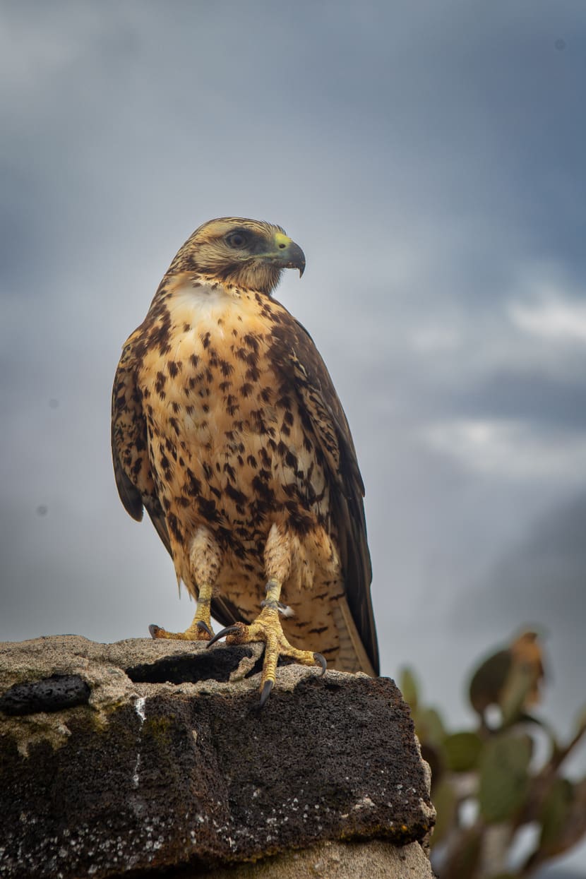 Galapagos Falken auf der Insel Marchena by Amy MacLeod