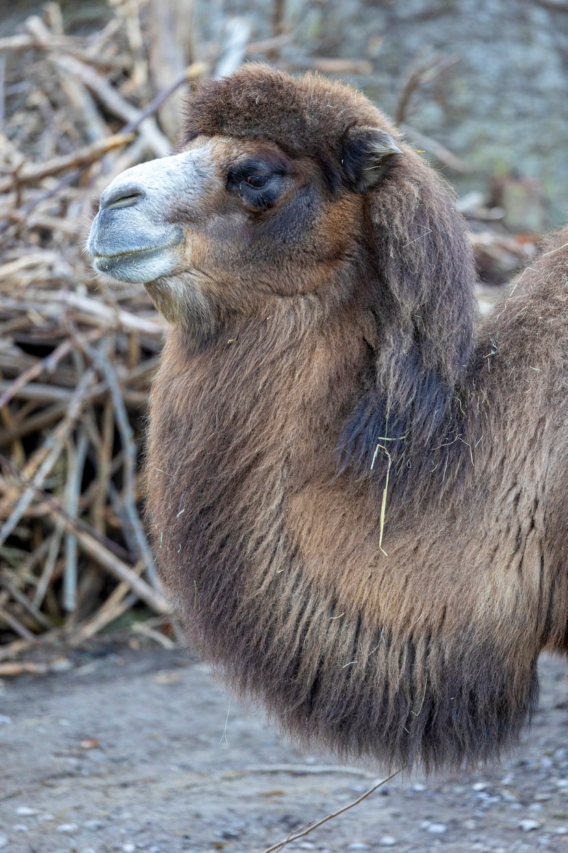 Trampeltier im Zoo Zürich (2022).