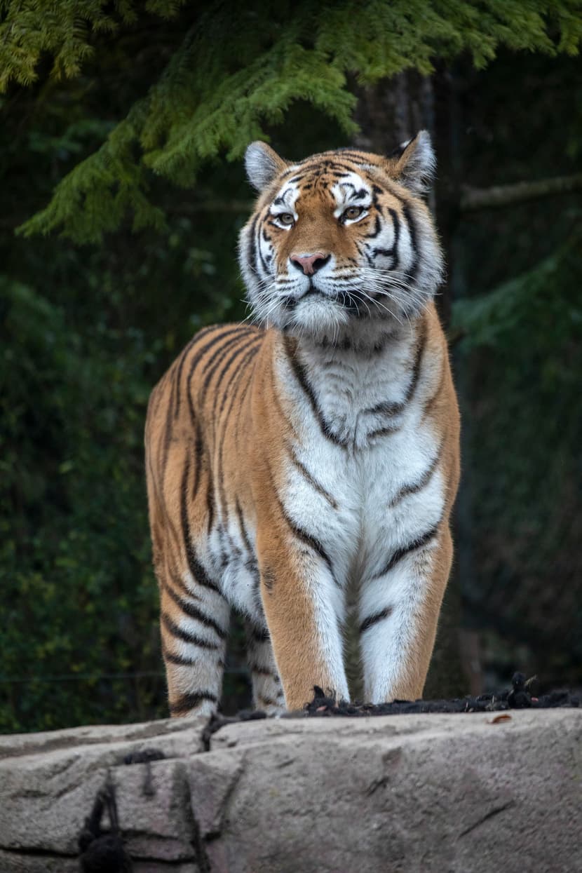 Amurtiger Irina im Zoo Zürich.