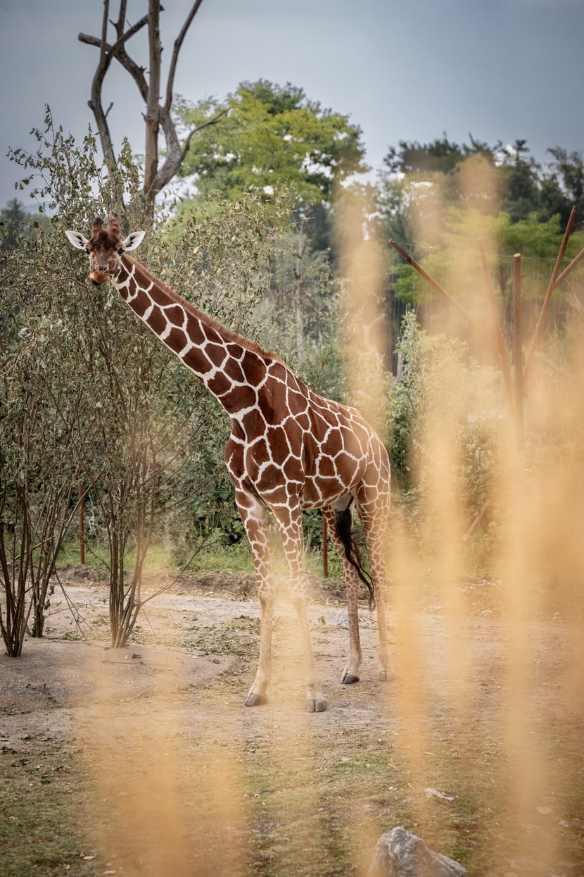 Netzgiraffe (Giraffa reticulata)