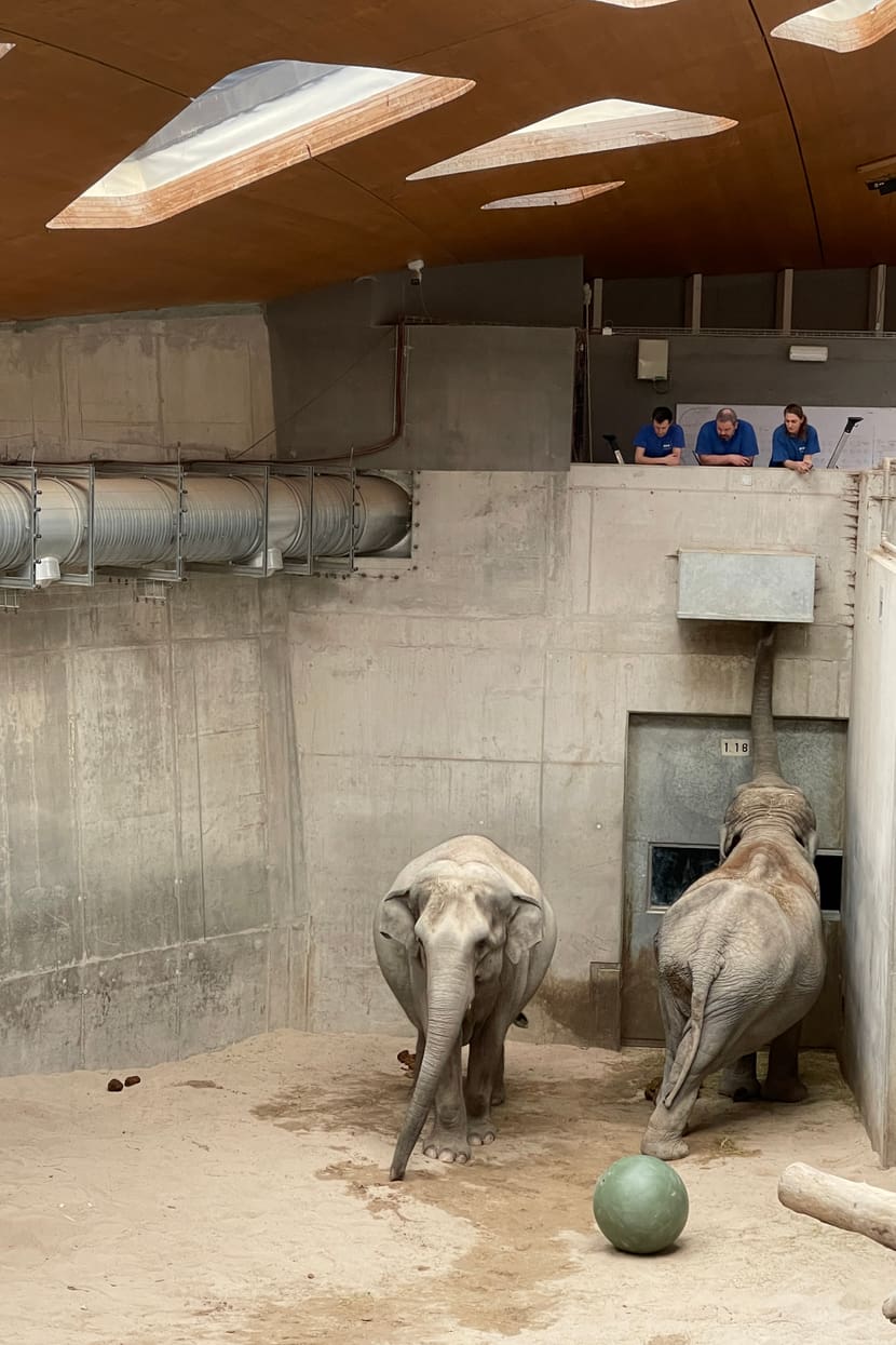 Asiatische Elefanten Farha und Ceyla-Himali im Managementbereich des Kaeng Krachan Elefantenpark im Zoo Zürich.