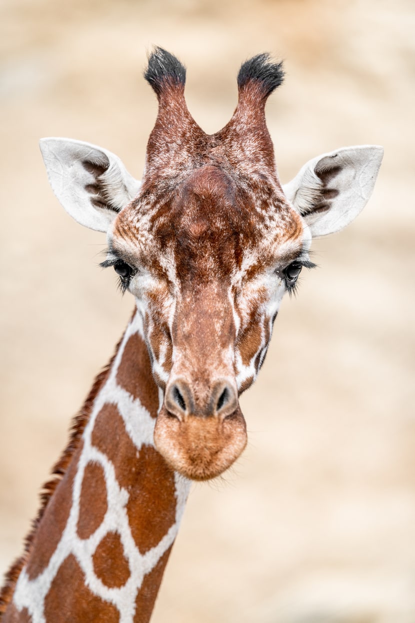 Foto: Zoo Zürich, Marco Schaffner Netzgiraffe Malou in der Lewa Savanne des Zoo Zürich.