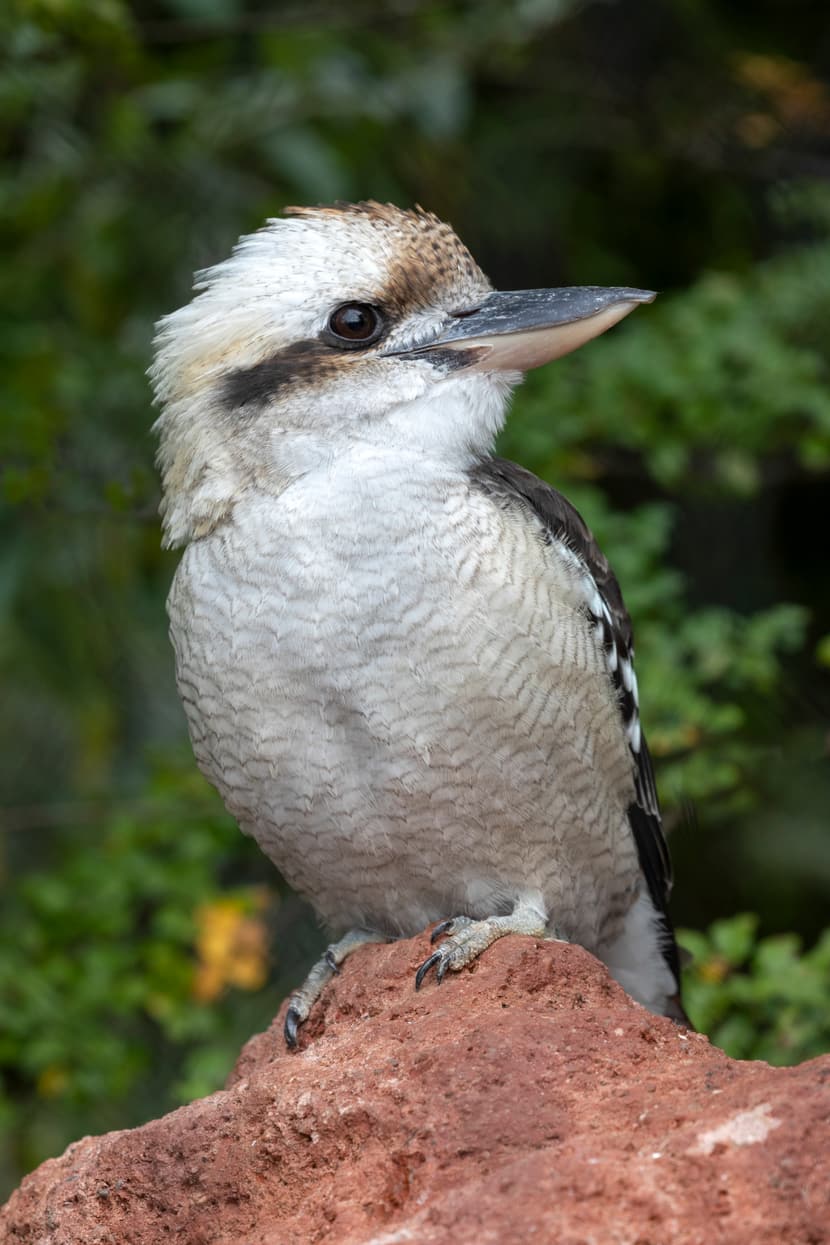 Lachender Hans in der Australienanlage des Zoo Zürich.