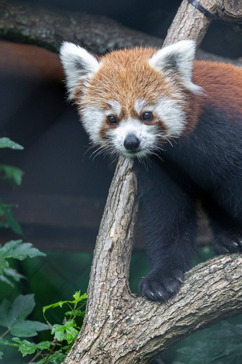 Red panda Xanju at Zoo Zurich, June 2024.