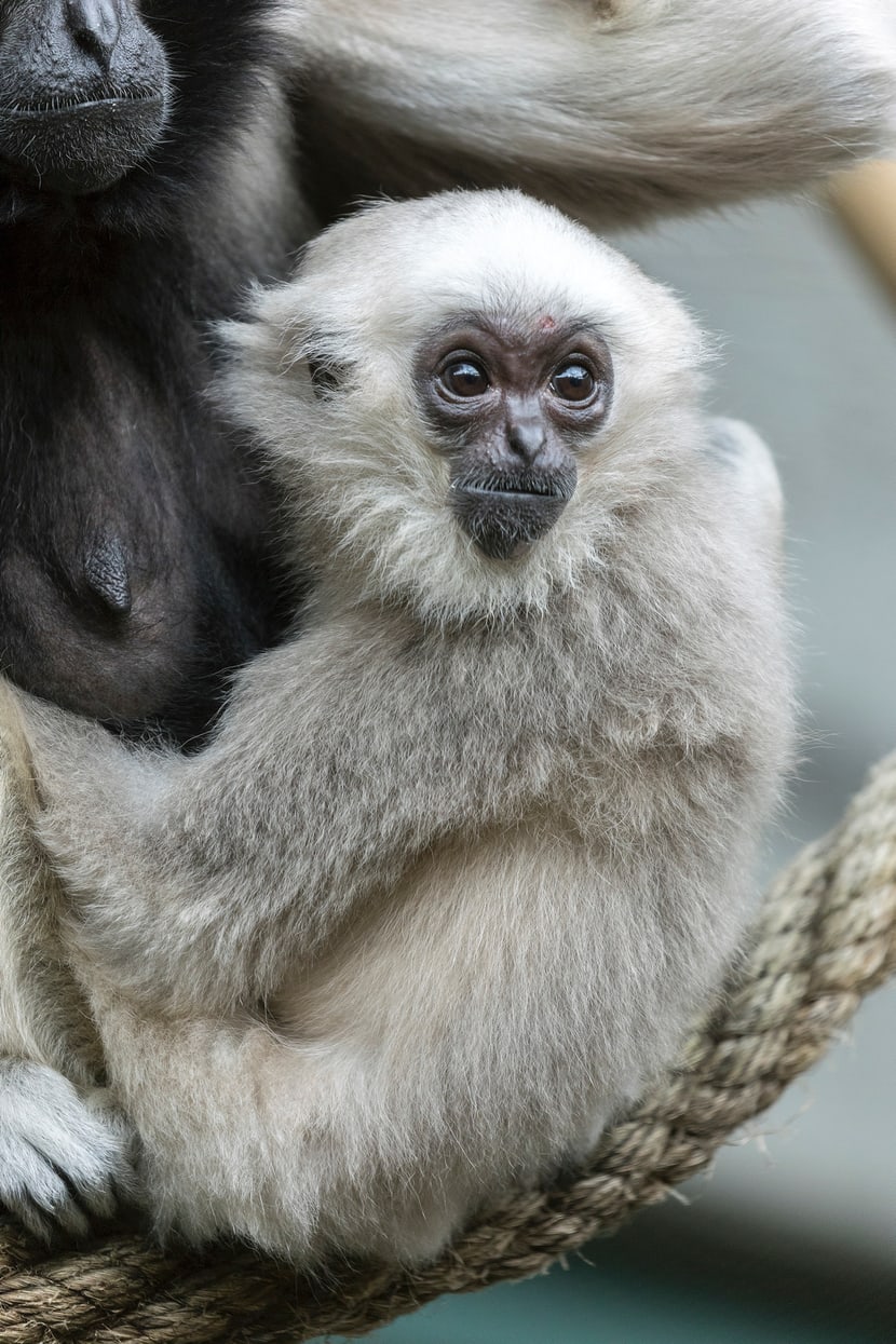 Foto: Zoo Zürich, Enzo Franchini Kappengibbon-Weibchen Qiwèn im Zoo Zürich (2018).