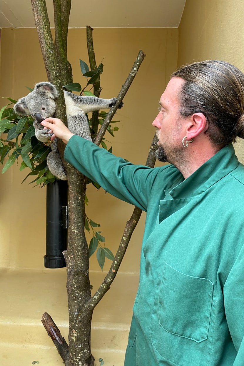 Koala Tarni mit seinem neuen Tierpfleger Philipp Lederle.