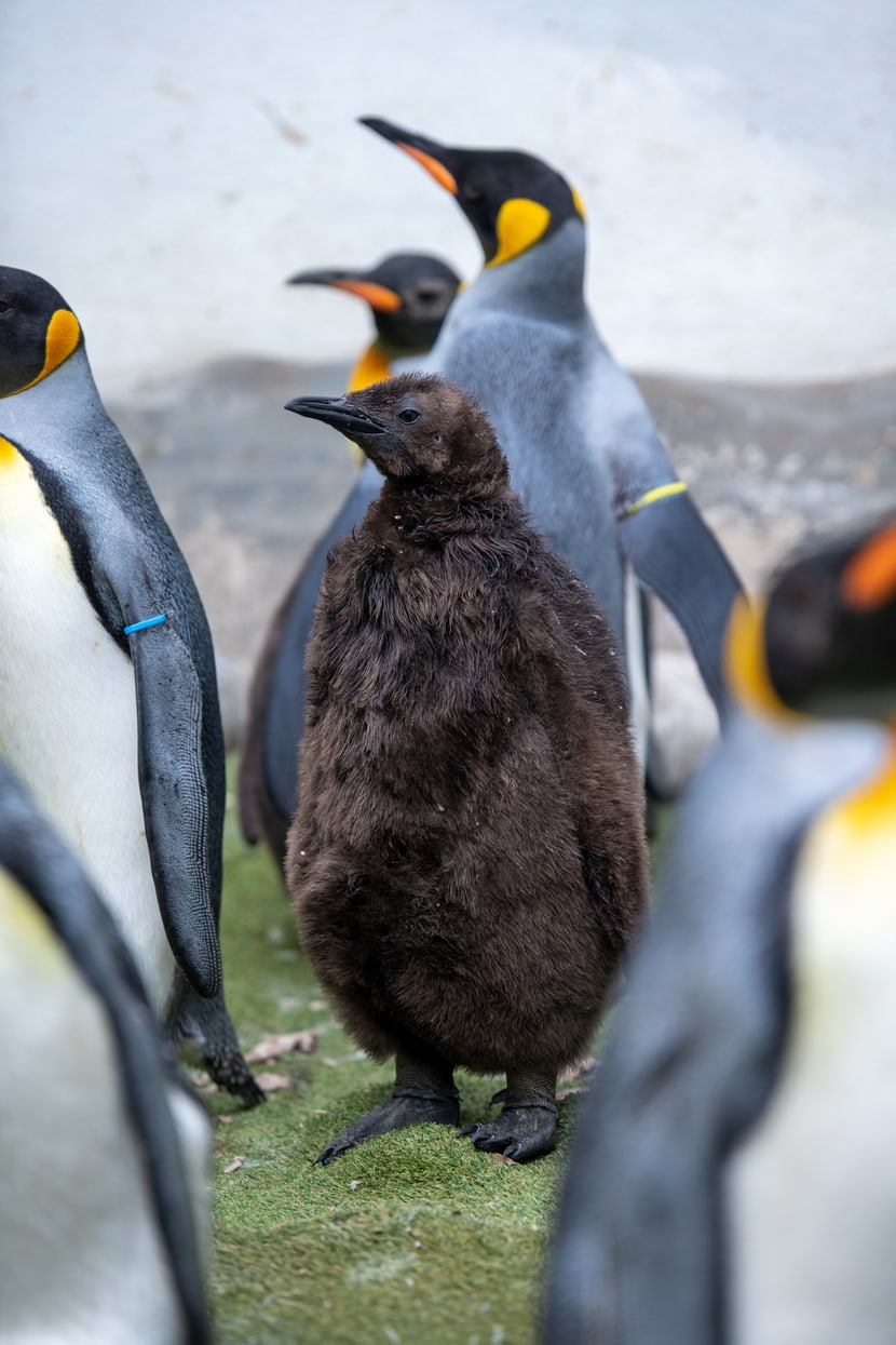 Köningspinguine mit Jungtier im Zoo Zürich.