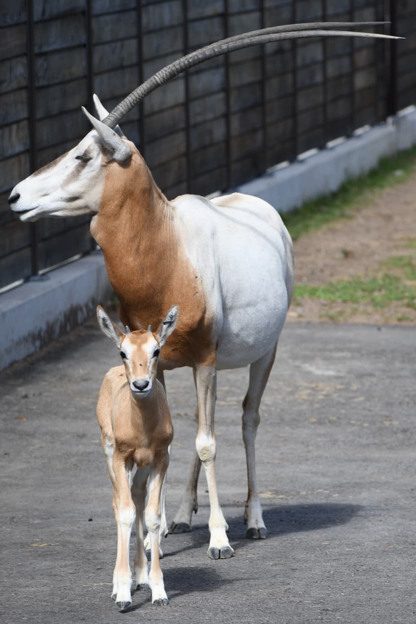 Säbelantilope mit Jungtier in der Lewa Savanne.