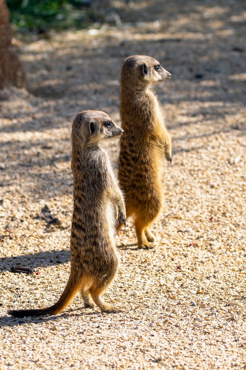 Erdmännchen in der Lewa Savanne des Zoo Zürich.