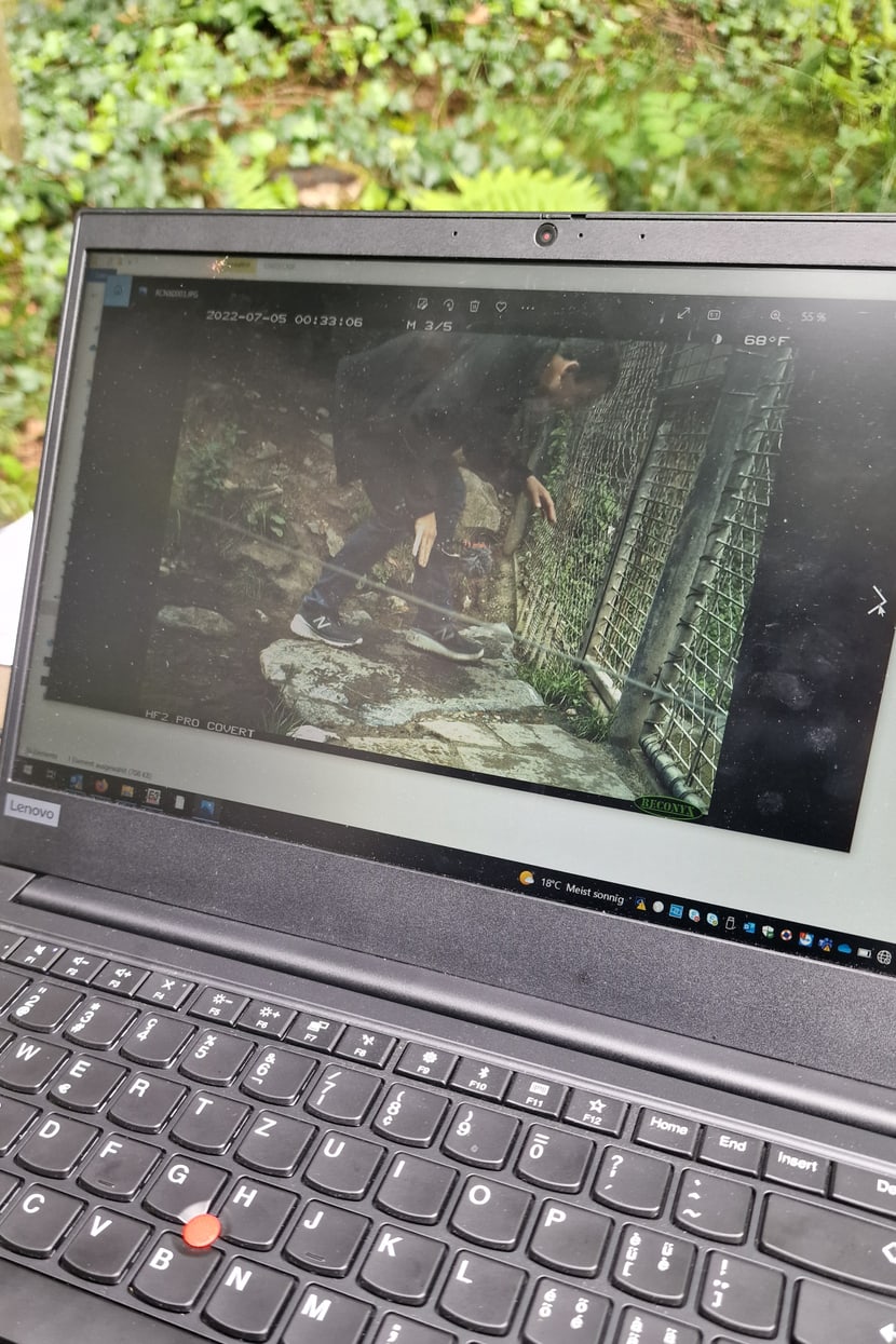 Testbild für eine Studie mit Kamerafallen bei den Amurtigern im Zoo Zürich.